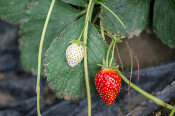 Pianta di fragole con un frutto maturo rosso ed una fragola immatura bianca