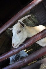 white goat, pet, farm, biała koza, zwierzak, farma © Kinga