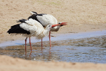Two drinking white storks