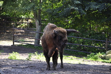 żubr, duży zwierz, ssak, bison, big animal, mammal © Kinga