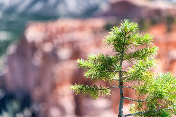 Small pine tree with mountain landscape in background