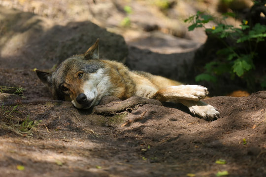 The Eurasian wolf (Canis lupus lupus), also known as the common wolf, lying on the stones.