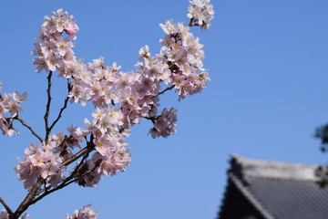 Near  the temple