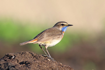 Luscinia svecica pallidogularis. The male Bluethroat close up in the evening light