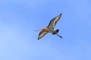 Limosa limosa. Black-tailed Godwit in flight