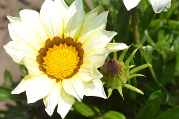 flower, daisy, yellow, flower bud, burgeon, garden, summer, green, white, flora, agriculture, macro, daisy, design, textured, illustration, backdrop, abstraction, graphics, flora, petal, macro