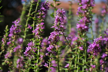 lawenda, lavende, kawiaty, fioletowy © Kinga