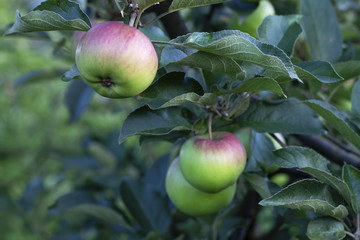 Fresh apples on tree