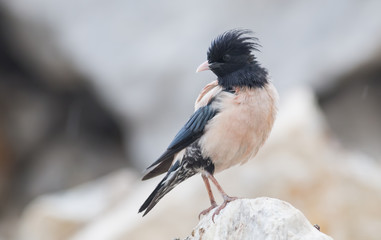 Rosy starling (Pastor roseus)