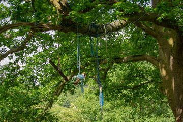 Fototapeta premium Rope swings wrapped around a tree trunk branch
