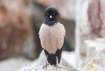 Rosy starling (Pastor roseus)