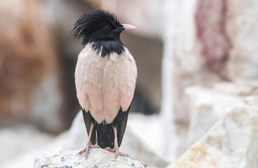 Rosy starling (Pastor roseus)