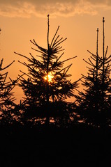 słońce, wschody, świerk, drzewo, sun, sunrise, spruce, tree © Kinga