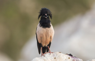 Rosy starling (Pastor roseus)