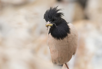 Rosy starling (Pastor roseus)