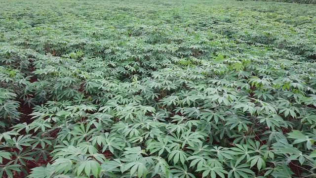 Organic Cassava Farm Field. 4K Aerial View from Above. Drone Monitoring Plants - Future Technology Agricultural Food Harvest Footage Concept.