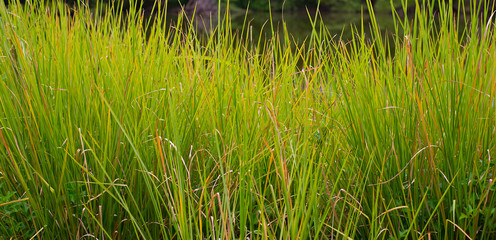 Background Leaves of grass