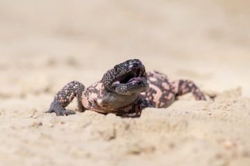 Lizard Gila Monster( Heloderma suspectum)