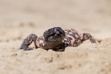 Lizard Gila Monster( Heloderma suspectum)