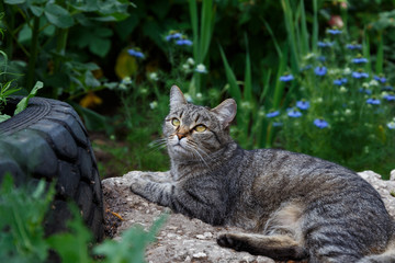cat in the garden