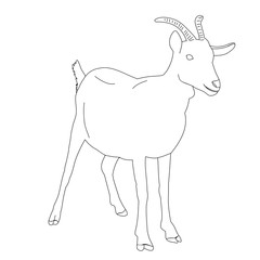  isolated sketch of a goat with horns, on a white background