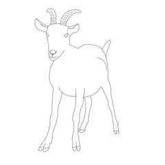 vector, isolated sketch of a goat with horns, on a white background