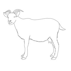 sketch of a goat is standing, on a white background