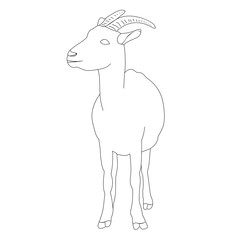  isolated sketch of a goat is standing, on a white background