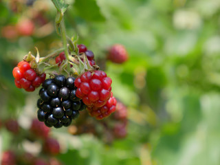 Wild black berries in july in Transylvania 