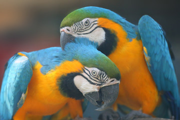 The blue-and-yellow macaw (Ara ararauna), also known as the blue-and-gold macaw, portrait of the pair.
