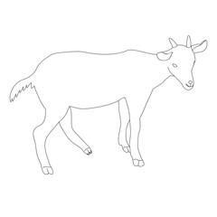 Fototapeta na wymiar goat, on a white background