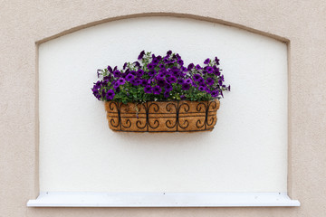 flower bed with purple flowers