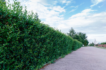 a wall of bushes