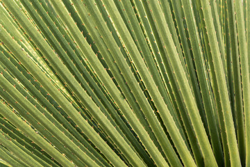 Green cactus fan Beautiful spiny foliage in an abstract composition