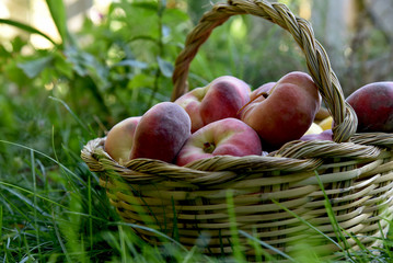 saturn peaches in a basket on the grass at sunset