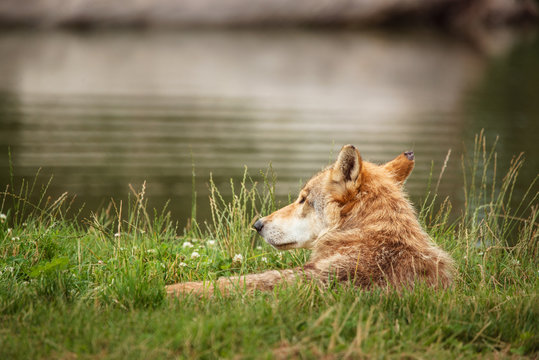 Grey wolf