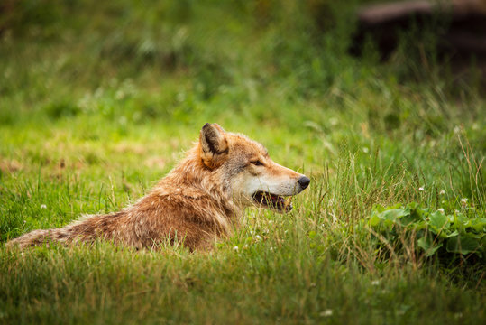 Grey wolf