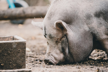 Fototapeta premium Vietnamese pig