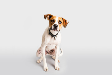 Adorable hound with bandana