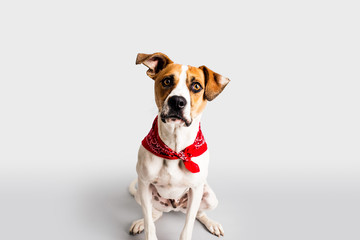 Adorable hound with bandana