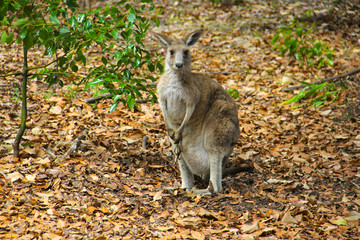 Fototapeta premium Kangoroo Sydney Australia Wildlife