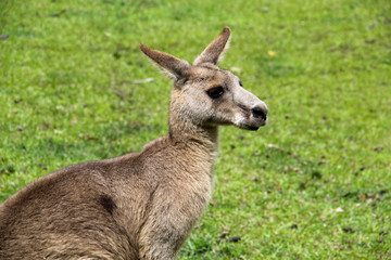 Naklejka na ściany i meble Kangoroo Sydney Australia Wildlife
