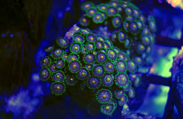 Zoanthus polyps colony in reef aquarium tank
