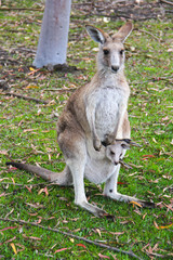 Kangoroo Sydney Australia Wildlife