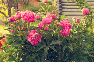 pink peony