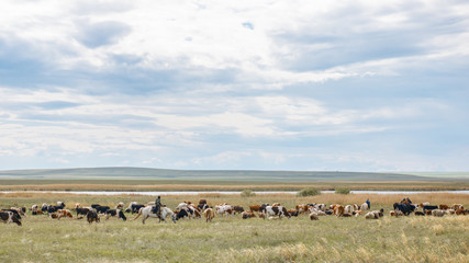 Fototapeta na wymiar A herd of cows grazes on a spacious field