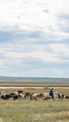 A herd of cows grazes on a spacious field