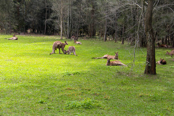 Kangoroo Wildlife Australia 