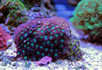 Naklejka premium Zoanthus polyps colony in reef aquarium tank
