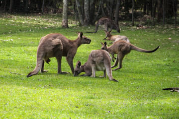 Kangoroo Wildlife Australia 